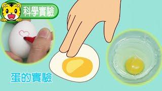 巧連智【科學小實驗】蛋的實驗 #科學 #實驗 #育兒 #親子生活 #動畫 #卡通