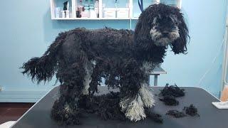 Grooming A Very Matted Poodle