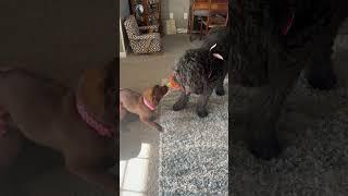#MaxTheDealerDog & #Millie #MaxAndMillie #PlayTime #LoveOthersServeOthers