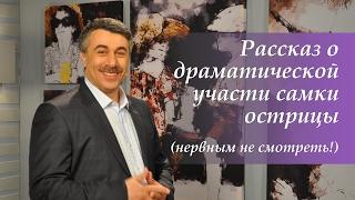 Рассказ о драматической участи самки острицы (нервным не смотреть!) - Доктор Комаровский