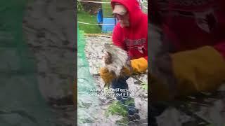 Animal Control Helps Free Hawk Stuck In Fence