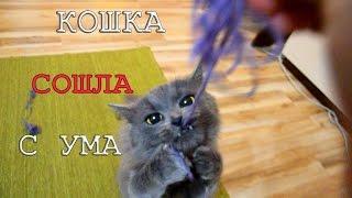 Просто ПОСЛУШАЙТЕ! =) Chats drôles. Смешные коты 2016. Funny cats 2016.