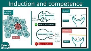 Induction and competence | Amphibian lens induction | Developmental biology