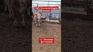 simmental Buqalar Sotiladi #vines #comedy #music #топ #buzoq #angus #avlikol #novvos #simental #bull