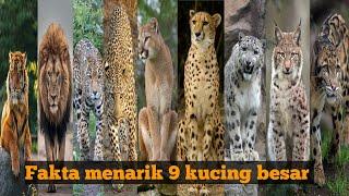 fakta menarik 9 kucing besar