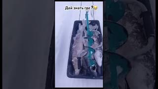 Только дай знать где ты находишься СУДАК ХИТРОЖОПЫЙ?#рыбалка #казань #волга #стрим #судак #казань
