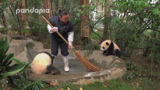 Panda cubs watch aside while keeper clean the pool