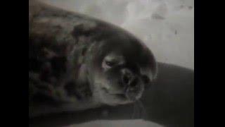Животные обитатели водоёмов