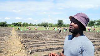 There is money in the soil. Onion farming in kajiado Kenya