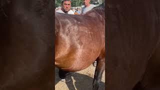 ОБУНА БЎЛИШ ЭСТАН ЧИКМАСИН #tillouz #cow #farmanimals #animals #bull #bozor #baki #bozori #milk