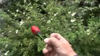 Flowers from Fingertip - Blumen aus dem Nirgendwo, ZZM-Promoclip