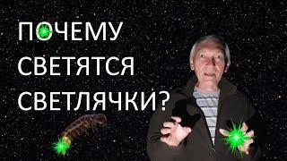 Почему светятся светлячки?