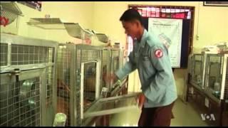 Rats Trained to Sniff Out Landmines in Cambodia