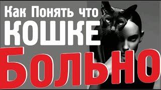 #6Как Понять Что Кошке Больно #blackcatmajk #cat #psychology #juliablomberg