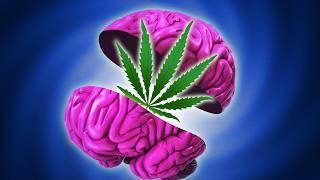 Why Marijuana Is Good for Your Brain – But Bad for Your Mind