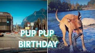 A Chill PUP B-DAY with 7 yr old Pitbulls + Transitioning to NOVEMBER