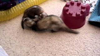 Our ferrets Penny and Fisher playing together - 12/9/2008