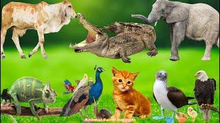 Diverse Animal Kingdom: Crocodile, Parrot, Peacock, Chameleon, Eagle, Cat, Seagull - Animal Videos