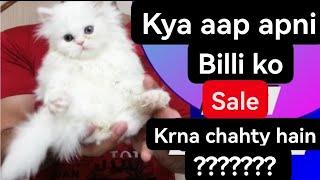 How to sale persian kittens faster | 5 best tips for selling cats  fast |Urdu | Hindi