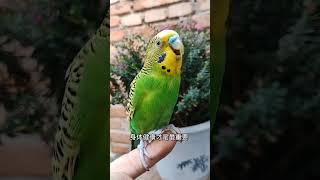 #夏日萌友季 #快分享计划  #birds #cuteparrot