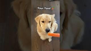 I love food #hungrydog #cutedog #cute #dog #pet #pets #petlife #puppyshorts#dogshorts#fyp#trending