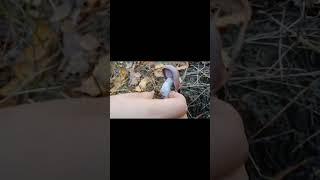 необычный фиолетовый гриб,рядовка фиолетовая. Unisul purple mushroom