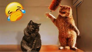  IMPOSSIBLE TRY NOT TO LAUGH  Best Funny Animal Videos 