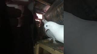 amazing white pigeon alhamdulillah #pigeon #kobutor