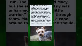 She Thought the Yorkie Was Barking at Squirrels… Until She Saw the Mountain Lion
