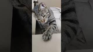 Кот охотится на жучка  Cat catches a bug #cat #shorts