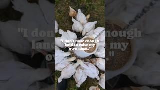 How much land do you need to raise meat chickens? 