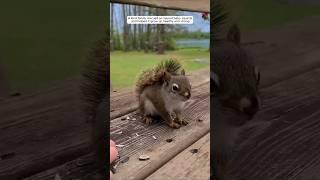 A kind family rescued an injured baby squirrel and then #animalshorts #animalrescue #shortvideo