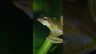 What is an Indicator Species?