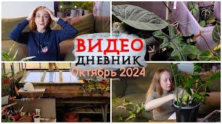 ВИДЕОДНЕВНИК цветовода | Октябрь 2024