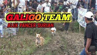 GALIGO TEAM‼️ BURU ALEK PANTAI CERMIN SURIAN