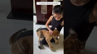 The poor tiger cub was injured, luckily he was rescued and then