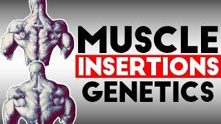 Bodybuilding Genetics: Muscle Insertions