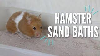 All About Hamster Sand Baths!