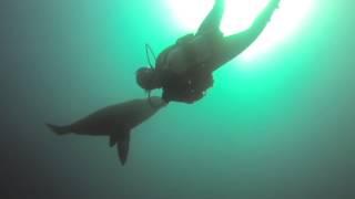 Diving with SEALS in Jervis Bay