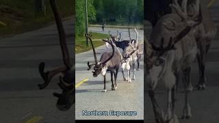 Caribou walking in northern Finland #caribou #finlandia #scandinavia