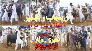 Bail Akhara Krah In Dheri Wattan Part 2 -- 18/04/2024 ... Akash Tv