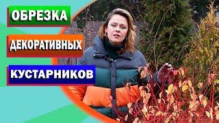 Обрезка декоративных кустарников осенью