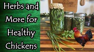 Herbs and More for Healthy Chickens