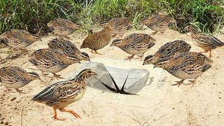 Creative Quail Bird Trap Make From Box Bass & Deep Hole