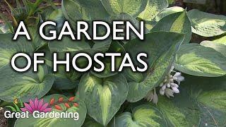 Hosta Garden Tour!