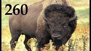 Мир Охоты theHunter Call of the Wild # 260