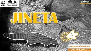 Jineta en La Tinajilla. Noviembre de 2023. Territorio Lince. #jineta