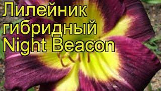 Лилейник гибридный Найт Бекон. Краткий обзор, описание характеристик hemerocallis Night Beacon