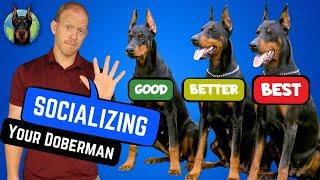 Build a Better Doberman! 5 Best Socialization Tips