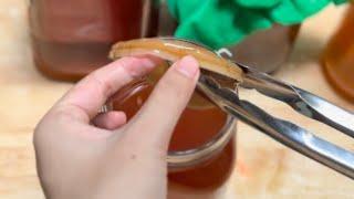 PANEN SCOBY DAN KOMBUCHA, lihat proses memperbanyak scoby !!